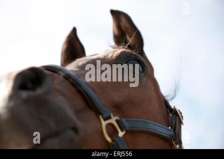 Un cavallo arabo che indossa una briglia, vista dal basso Foto Stock