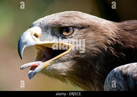 Aquila della steppa Foto Stock