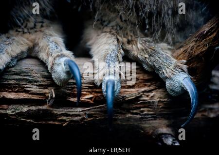 Gufo di Aquila Foto Stock