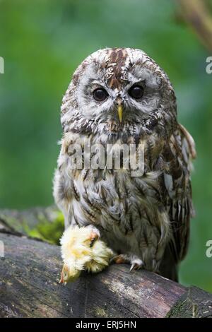 gufo marrone Foto Stock