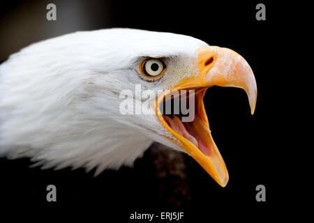 American eagle Foto Stock