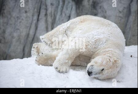 orso di ghiaccio Foto Stock