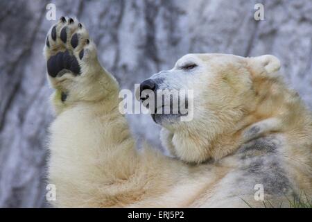 orso di ghiaccio Foto Stock