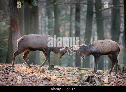 Cervo maschio Foto Stock