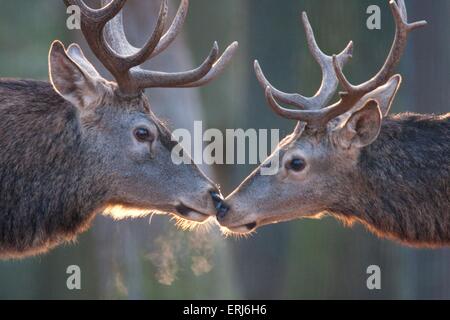 Red deer Foto Stock