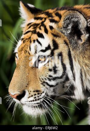 Tigre dell'Amur Foto Stock