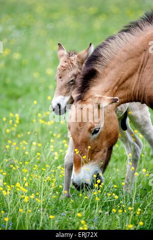 Asian cavalli selvaggi Foto Stock