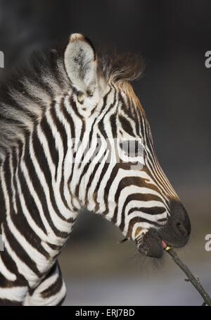 foal della zebra Foto Stock
