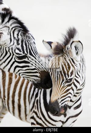 Zebre Foto Stock