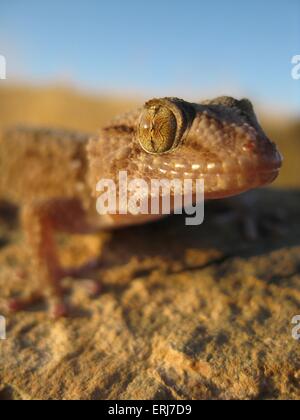 Il gigante africano gecko di massa Foto Stock