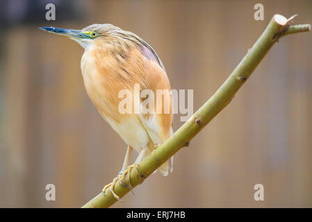 Ritratto di sgarza ciuffetto (Ardeola ralloides) Foto Stock