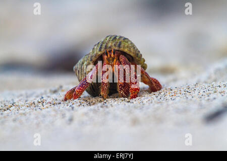 Fragola eremita granchi (variabilis perlatus) su una spiaggia del Sud Pacifico. Foto Stock