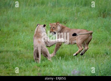 Leonesse Foto Stock