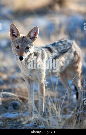 Nero-backed jackal Foto Stock