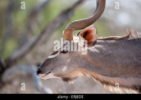 Cudù maggiore Foto Stock