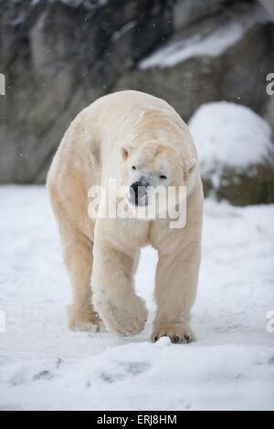 orso di ghiaccio Foto Stock