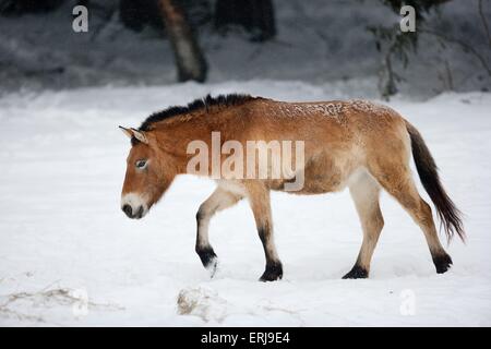 Asian cavallo selvaggio Foto Stock