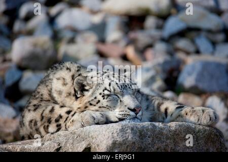 leopardo delle nevi Foto Stock