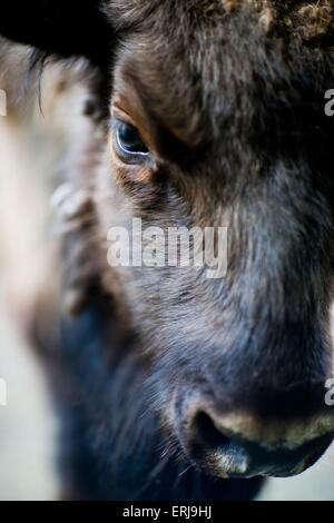 Bisonte europeo Foto Stock