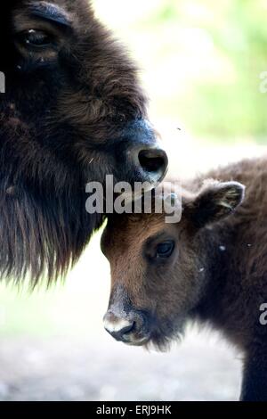 Bisonte europeo Foto Stock