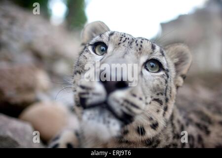 leopardo delle nevi Foto Stock