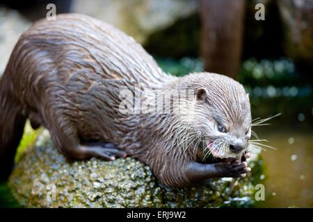 Oriental piccoli artigli otter Foto Stock