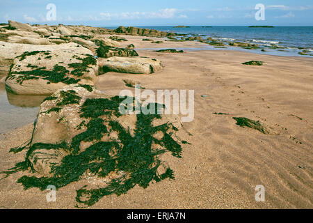 Pomeriggio vista lungo la spiaggia al castello di Punto vicino Rockcliffe, Dumfries and Galloway, Scozia Foto Stock