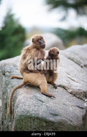 babbuini Gelada Foto Stock