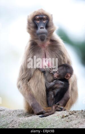 babbuini Gelada Foto Stock