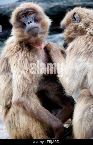 babbuini Gelada Foto Stock