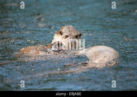 Lontra comune Foto Stock