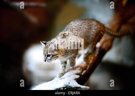 Gatto di Geoffroy Foto Stock