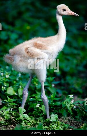 gru di sarus Foto Stock