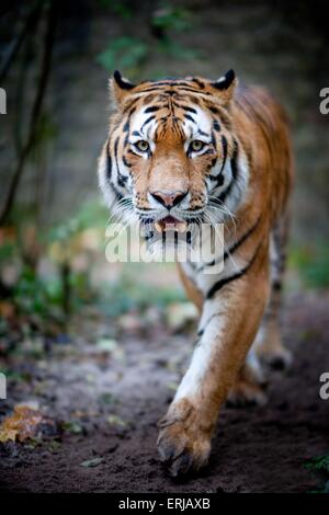 Tigre Foto Stock