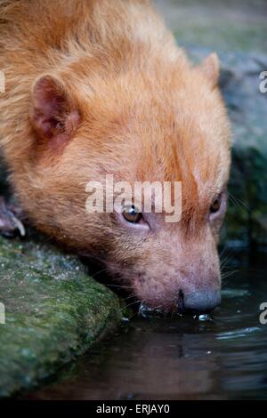 cane di Bush Foto Stock