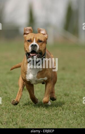 Esecuzione di American Staffordshire Terrier Foto Stock
