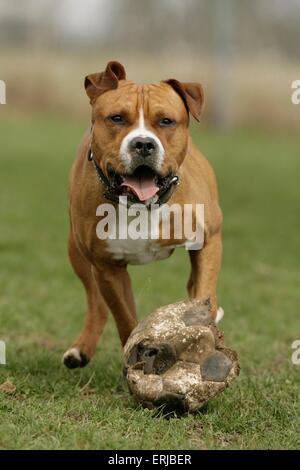 Esecuzione di American Staffordshire Terrier Foto Stock