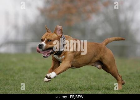 Esecuzione di American Staffordshire Terrier Foto Stock