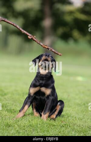 Rottweiler cucciolo Foto Stock