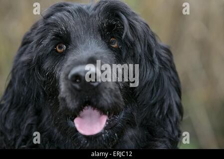 Acqua portoghese ritratto di cane Foto Stock