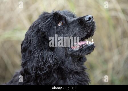 Acqua portoghese ritratto di cane Foto Stock