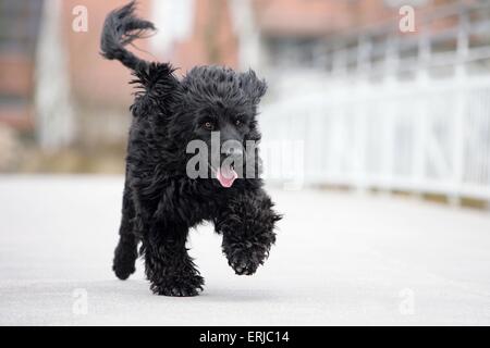 Esecuzione di acqua portoghese cane Foto Stock