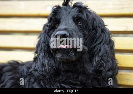 Acqua portoghese ritratto di cane Foto Stock