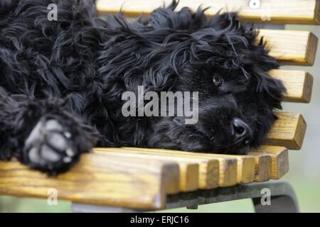 Il portoghese cane di acqua Foto Stock