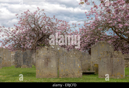 Fiori Ciliegio ( Primus Serulata ) fioritura a pieno picco nel sagrato della chiesa di Santa Maria Vergine, Petworth, Sussex, Inghilterra. Foto Stock