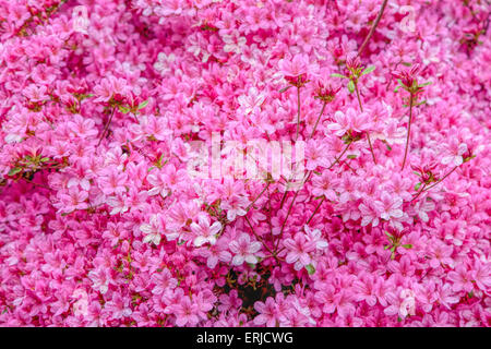 Rhododendron Hinomayo aggiunta di colori di primavera nel giardino di Sheffield Park & Garden, Uckfield, East Sussex, Inghilterra, Regno Unito. Foto Stock