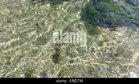 Pesci nel Mar Nero coralli Foto Stock
