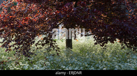 Fagus sylvatica f. purpurea e Anthriscus sylvestris. Il rame faggio e cow prezzemolo nella campagna inglese. Vista panoramica Foto Stock