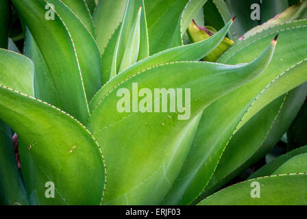 L'Aeroporto Changi di Singapore. Tetto giardino dei Cactus. Tequila Cactus (Agave tequilana) impianto Foto Stock