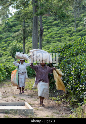 Raccoglitori di tè alla piantagione nei pressi Ella, Sri Lanka Foto Stock